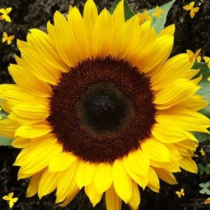 Meet your Posher, Jaysha